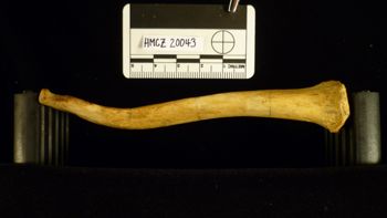 Media type: image;   Mammalogy 20043